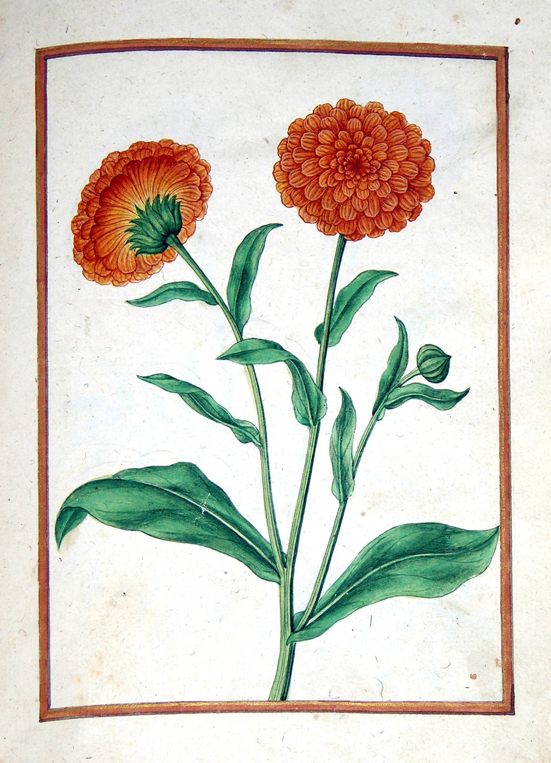 Jacques le Moyne de Morgues (French, ca. 1533-1588), Pot Marigolds